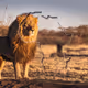 Africa Big Five Game Animals