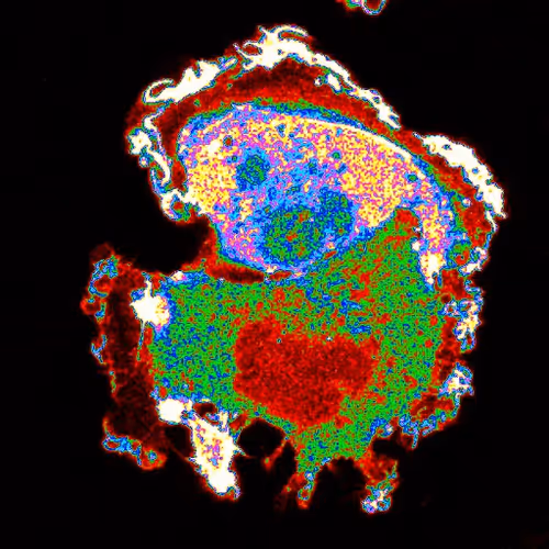 Cell on matrix - old