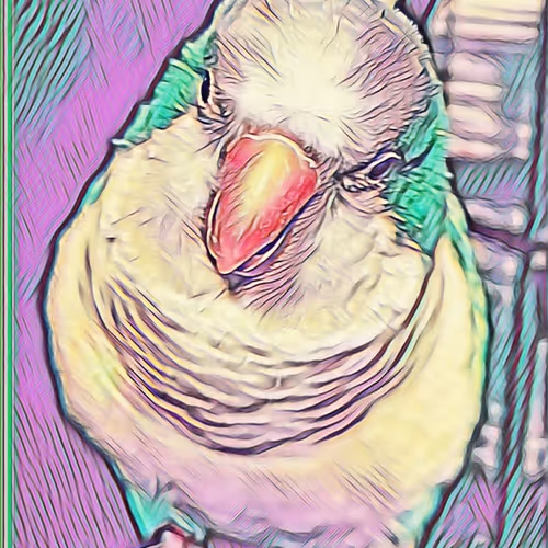 My Birdness Nfts