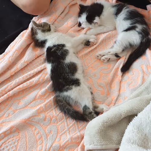 Cats Mici and Whisky