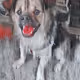 Abon the Dog