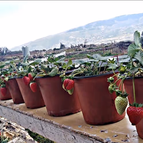 Capturing moments in Lebanon