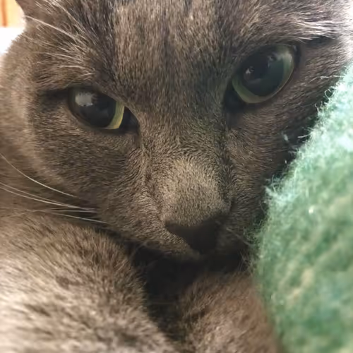 Chris cat