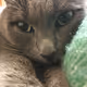 Chris cat
