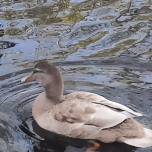 Wild life in a city