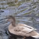 Wild life in a city
