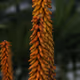 WorldPicture22 - old