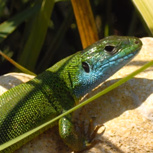 Discover your natural world