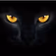 gato preto7