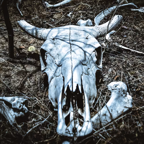 Dark Raw - old