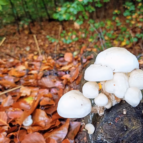 These Mushrooms