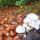 These Mushrooms