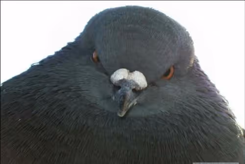 pigeon999`s