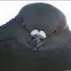 pigeon999`s