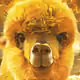 altered Alpacas