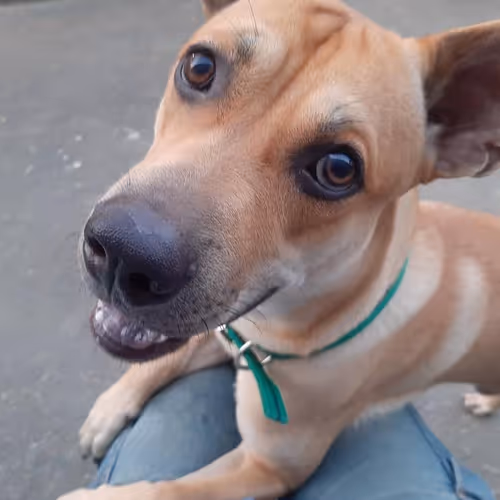 A dog called Hua-Gui