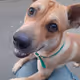 A dog called Hua-Gui