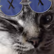 NintaFire