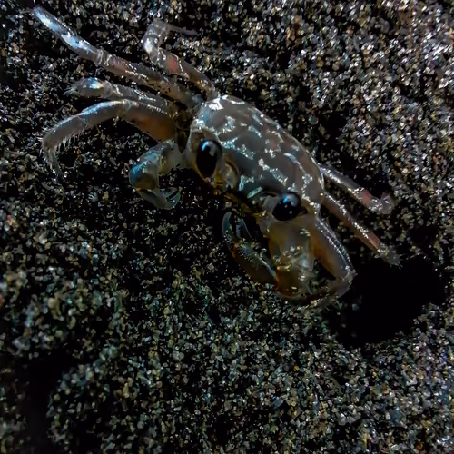 KOLOKOY