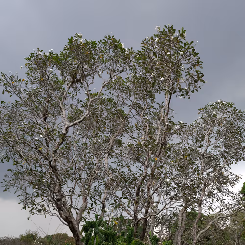 Nature amature collections