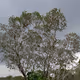 Nature amature collections