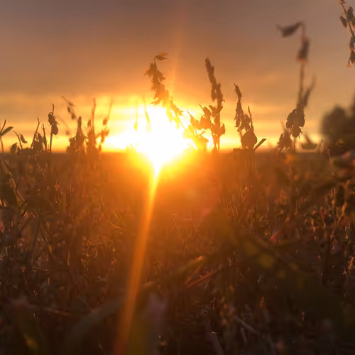 Sunsets over the land