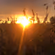 Sunsets over the land