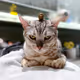 Littlesshine_Pet