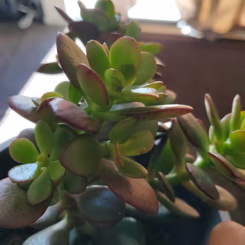 UBAD - THE TEK TOK - old