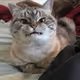 Cat Rules - old