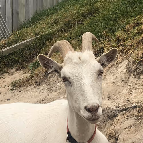 Mate the GOAT Collection