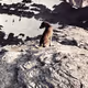 Bill-the mountains dog - old