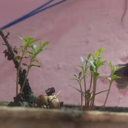 Daily Challenge #daily