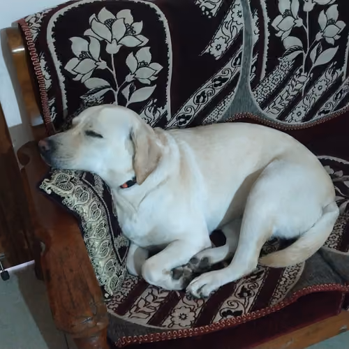 dog : a trustworthy companion