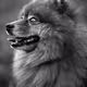 George the pomeranian