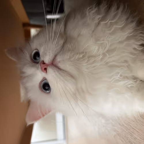 Baby cat - A4cwBIJQEh