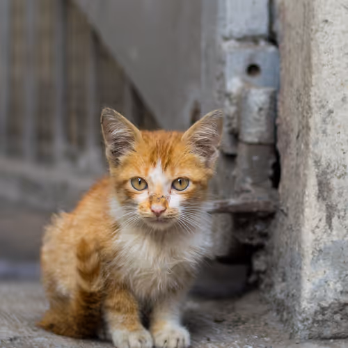 The cats from the Streets