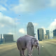 Elephant Things