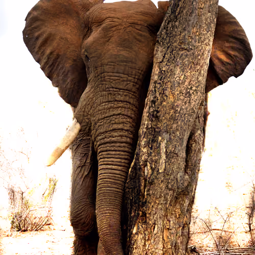 Deon Meyer - Elephant Professor and Photographer