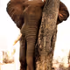 Deon Meyer - Elephant Professor and Photographer