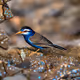 Concept Birds Collection