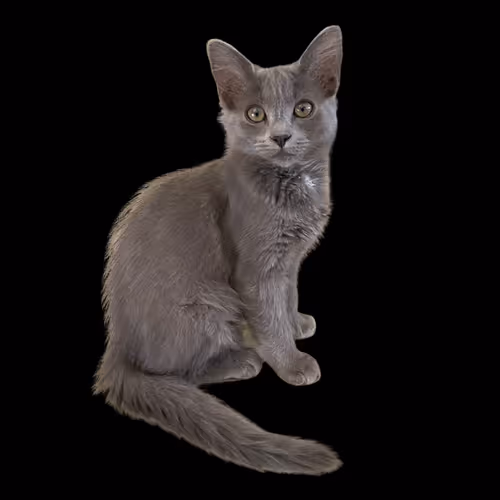 Cat's and Cat's NFT Collection