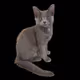 Cat's and Cat's NFT Collection