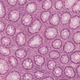 Histology Art