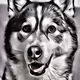 The HuskyCoin