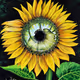 Sunflowers confluese