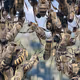 Bees on the freedom