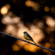 British Birds - old V2