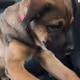 CryptoDawg$