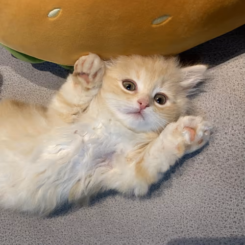 JInbo cat